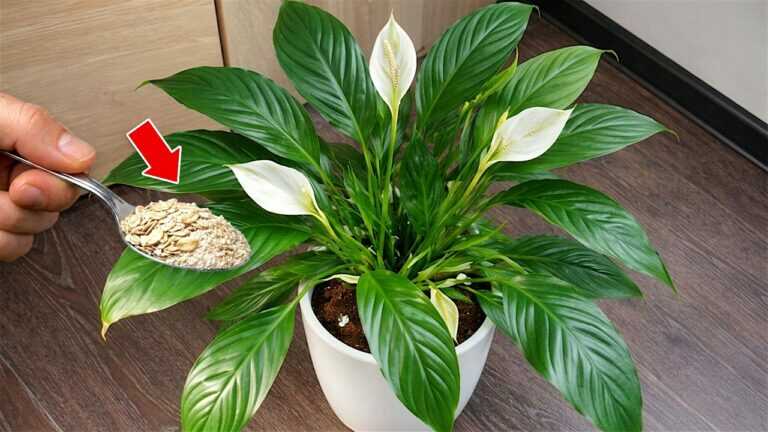 🌸Incredible! Just one teaspoon is enough to unlock any stagnant plant…