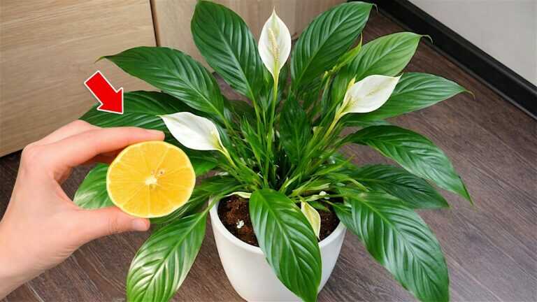 🌸1 Cup a Week! Hundreds Of Flowers Bloom All Year Long Without Fading!