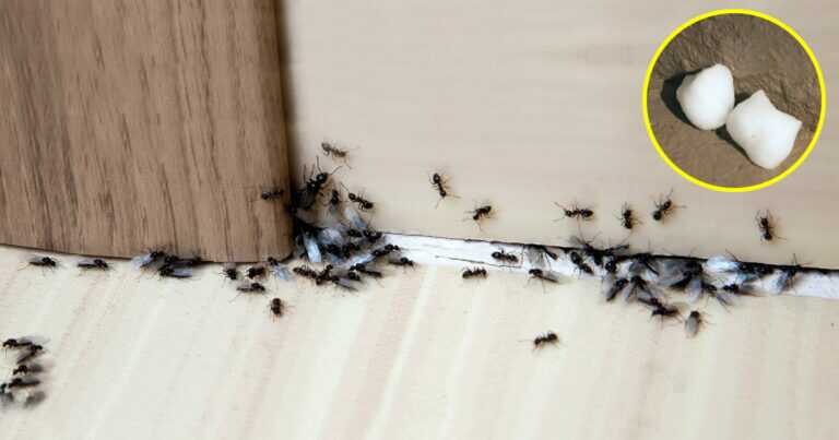 3 natural ways to get rid of ants for good