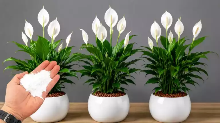 1 glass once a week! Hundreds of flowers can keep blooming all year