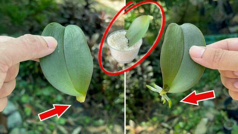 Nur Reis für Orchideen? So testest du Reiswasser, ohne die Wurzeln zu überdüngen