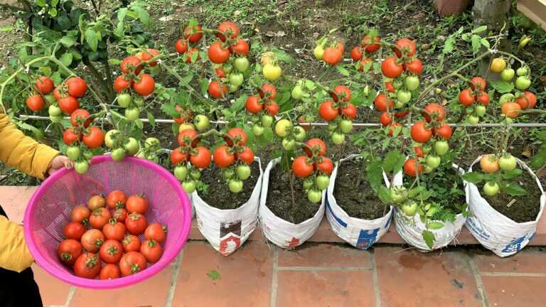 Verwende Säcke, um Tomaten zu Hause anzubauen, einfach und günstig