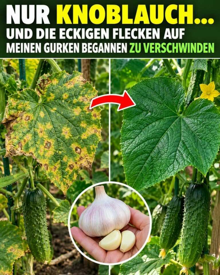 Nur Knoblauch… und die eckigen Flecken auf meinen Gurken begannen zu verschwinden 🌱🥒