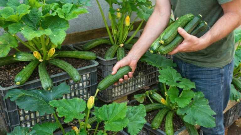 Pflanze keine Zucchini, bevor du diesen einfachen Trick gesehen hast!