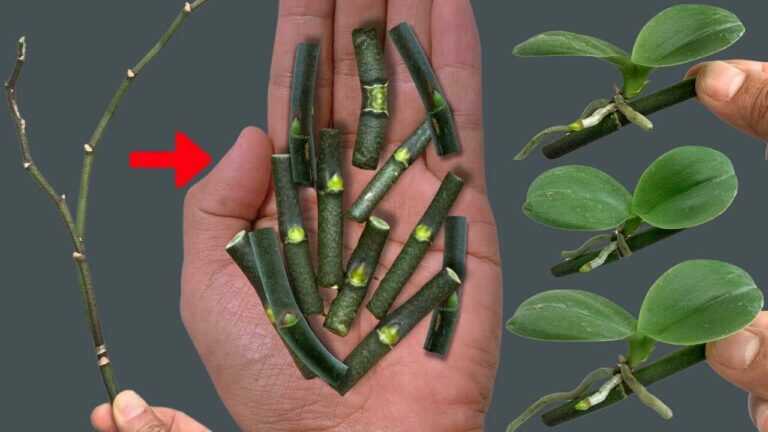 Orchideen aus einem Blütentrieb vermehren: Aloe, Zimt und schlafende Knospen erklärt
