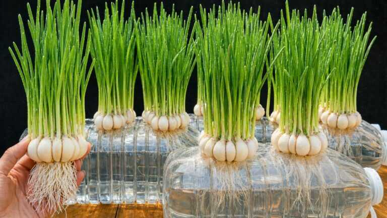 Ich ziehe Knoblauch in Plastikflaschen ohne Erde – Wurzeln wachsen schnell und die Ernte ist riesig