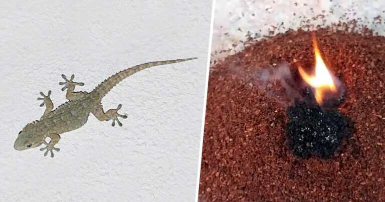 Geckos aus dem Haus fernhalten: die wirksamsten natürlichen Mittel
