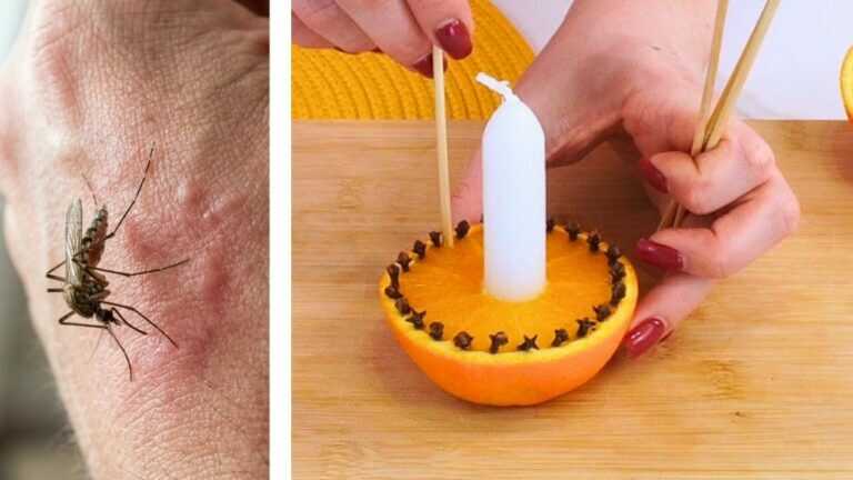 Mücken, Fliegen, schlechte Gerüche? Großmutters Geheimnis für einen ruhigeren Abend