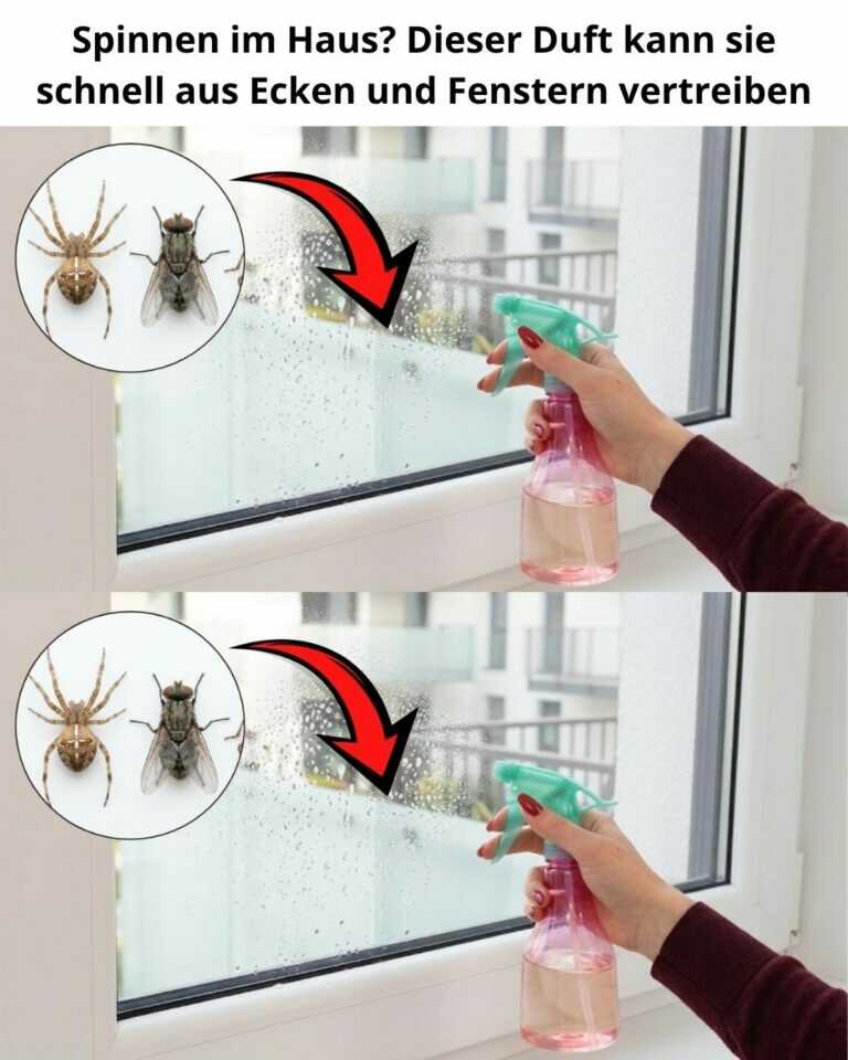 Spinnen im Haus? Dieser Duft kann sie schnell aus Ecken und Fenstern vertreiben