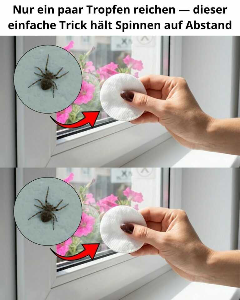 Nur ein paar Tropfen reichen — dieser einfache Trick hält Spinnen auf Abstand