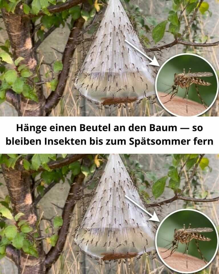 Hänge einen Beutel an den Baum — so bleiben Insekten bis zum Spätsommer fern