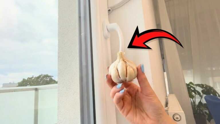 Reib die Fensterrahmen mit Knoblauch ein — so hältst du viele Insekten fern
