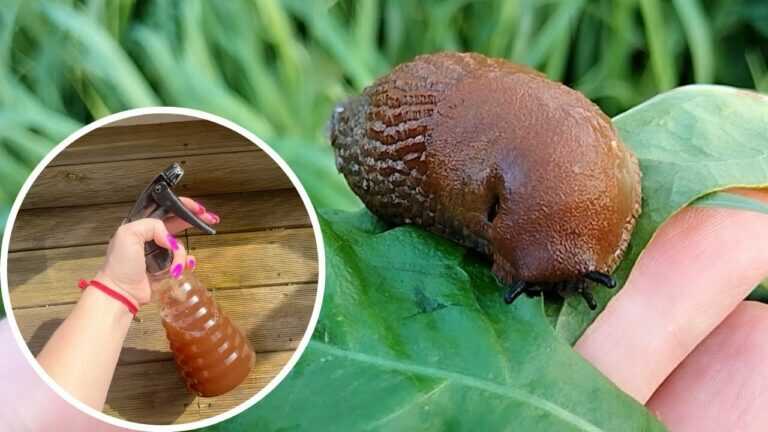 Sprüh DAS im ganzen Garten — so kannst du Schnecken deutlich reduzieren