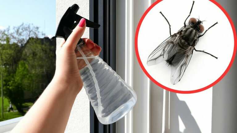 Reib deine Fensterrahmen mit DIESER Mischung ein — Fliegen halten schnell Abstand