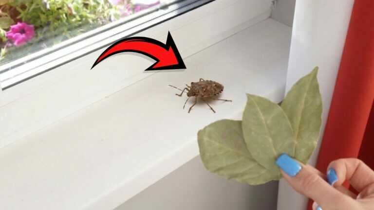 Im September kommen Stinkwanzen ins Haus. Mach das, bevor sie auftauchen