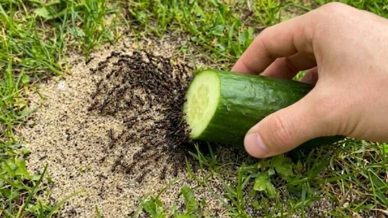 Nie wieder Ameisen! Dieser Gurken-Trick hält sie jahrelang fern