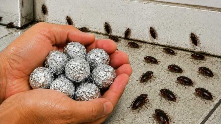 📢TÖTET ALLES in 13 Sekunden Wie man KAKERLAKEN SOFORT loswird Ohne Gift Hausrezept