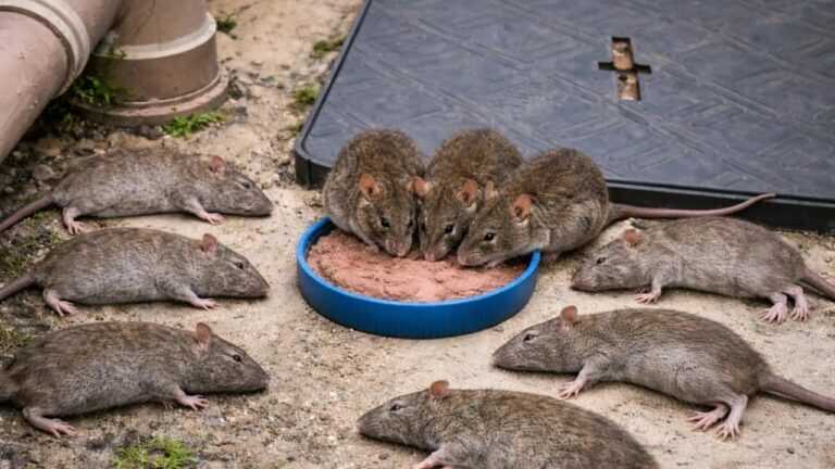 📢ALLE VERSCHWINDEN SOFORT wie man RATTEN sofort ohne Gift und ohne 1 CENT AUSZUGEBEN beseitigt