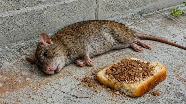 🔴TÖTET ALLES in 13 Sekunden: Wie man RATTEN SOFORT ohne Gift beseitigt (BESEITIGE DAS HANTAVIRUS)