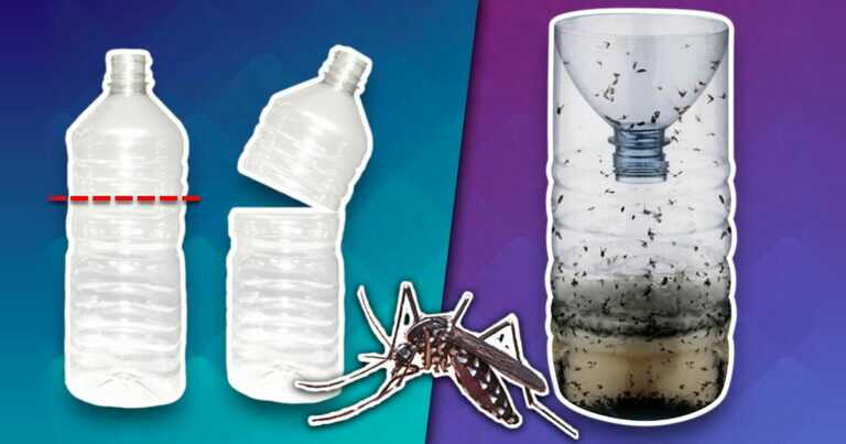 Mini-DIY-Falle für Mücken und Fliegen, ganz einfach herzustellen