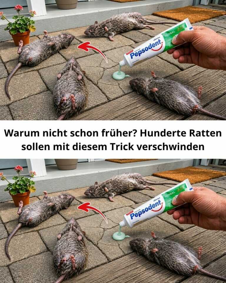 Warum nicht schon früher? Hunderte Ratten sollen mit diesem Trick verschwinden