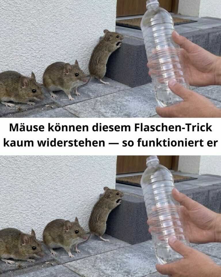 Mäuse können diesem Flaschen-Trick kaum widerstehen — so funktioniert er