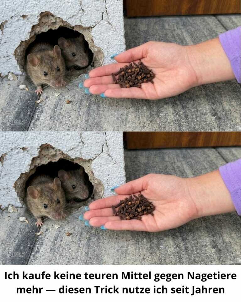 Ich kaufe keine teuren Mittel gegen Nagetiere mehr — diesen Trick nutze ich seit Jahren