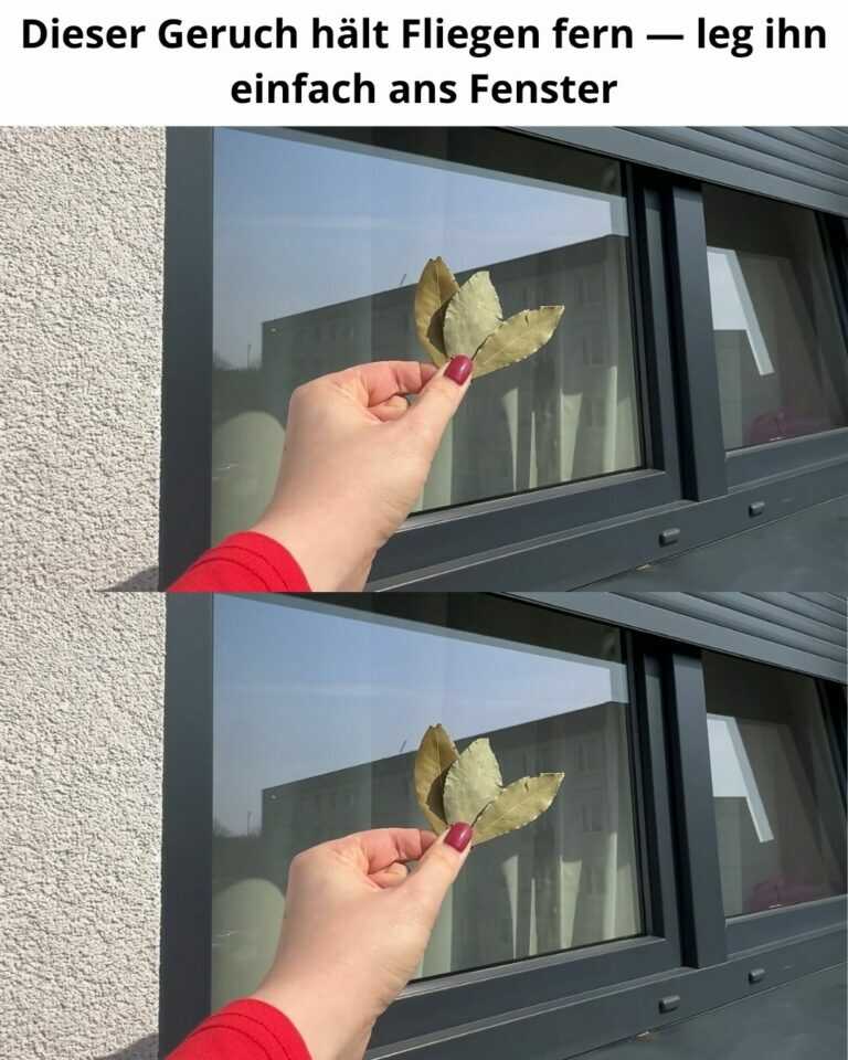Dieser Geruch hält Fliegen fern — leg ihn einfach ans Fenster