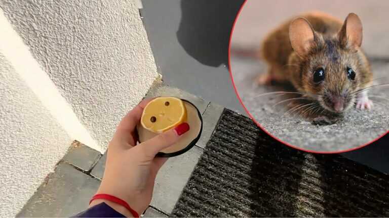 Stell diese Fallen an die Türen — so bleiben Mäuse eher draußen