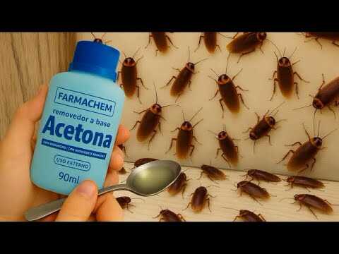 Hormigas, cucarachas y mosquitos: este truco puede ayudar a mantenerlos lejos durante mucho tiempo