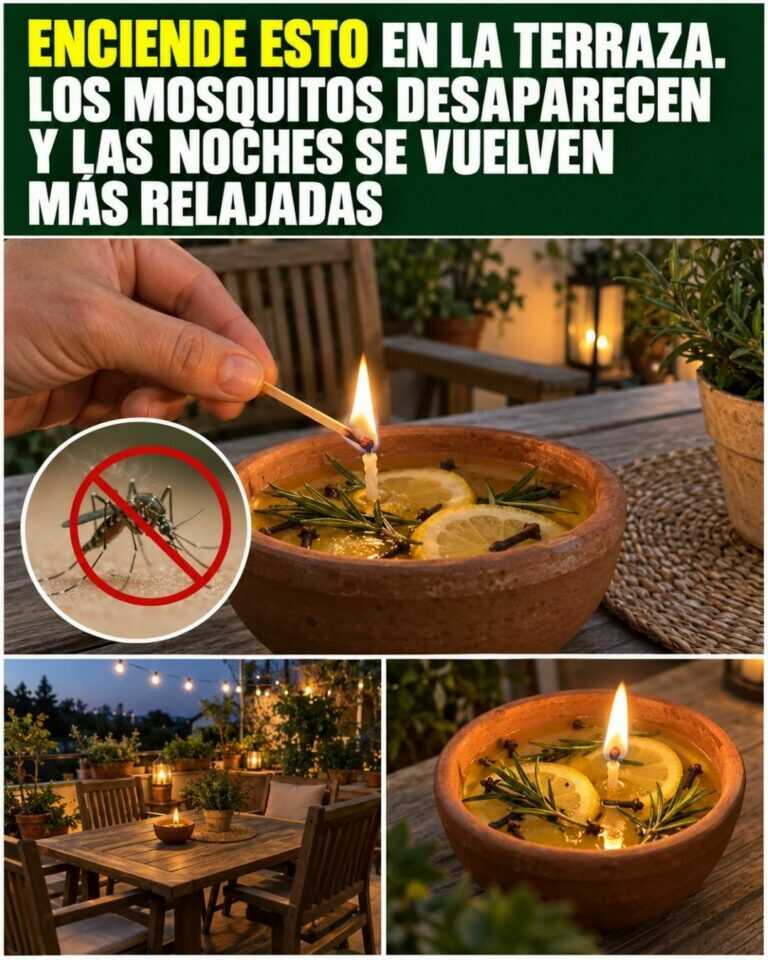 Enciende esto en la terraza. Los mosquitos desaparecen y las noches se vuelven más relajadas