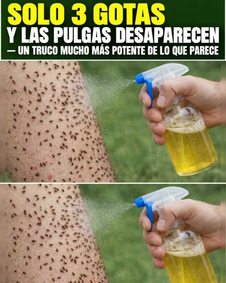 Solo 3 gotas y las pulgas desaparecen — un truco mucho más potente de lo que parece