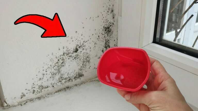 So wirst du Schimmel endgültig los 💥 Schimmel wird nicht mehr auftauchen!