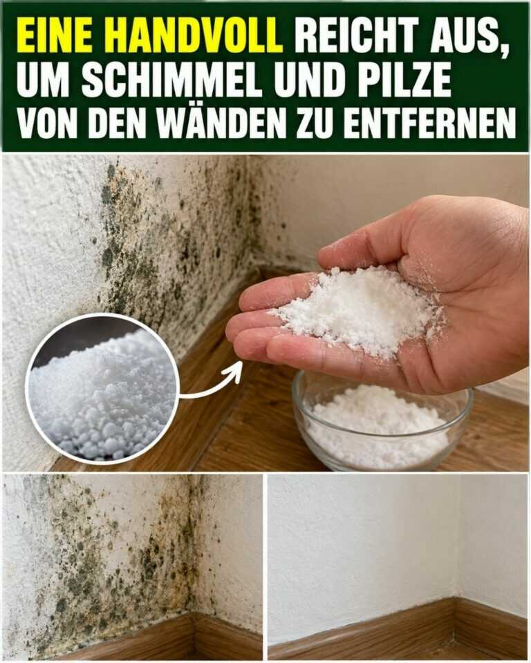 Eine Handvoll reicht aus, um Schimmel und Pilze von den Wänden zu entfernen