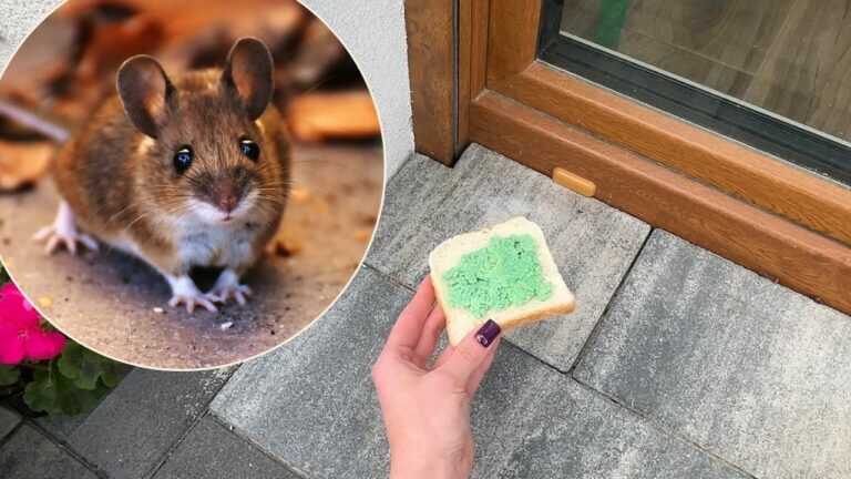 Lege das an die Tür! Mäuse und Ratten verschwinden in 1 Minute