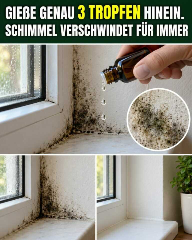 Gieße genau 3 Tropfen hinein. Schimmel verschwindet für immer