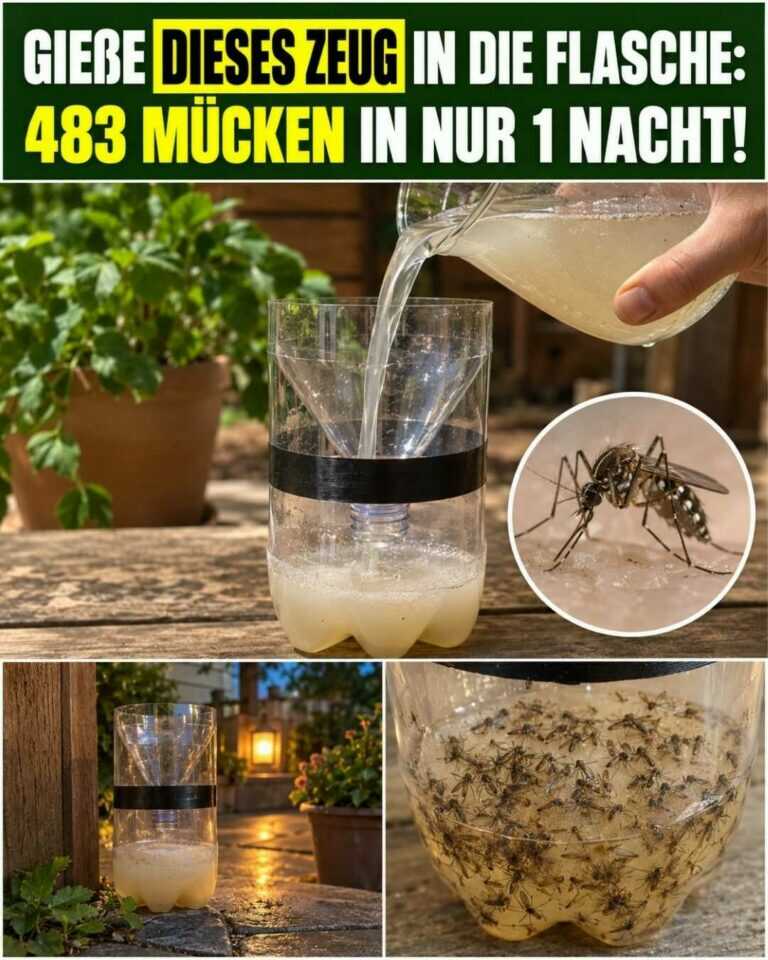 Gieße DIESES Mittel in die Flasche — überraschend viele Mücken in nur einer Nacht!