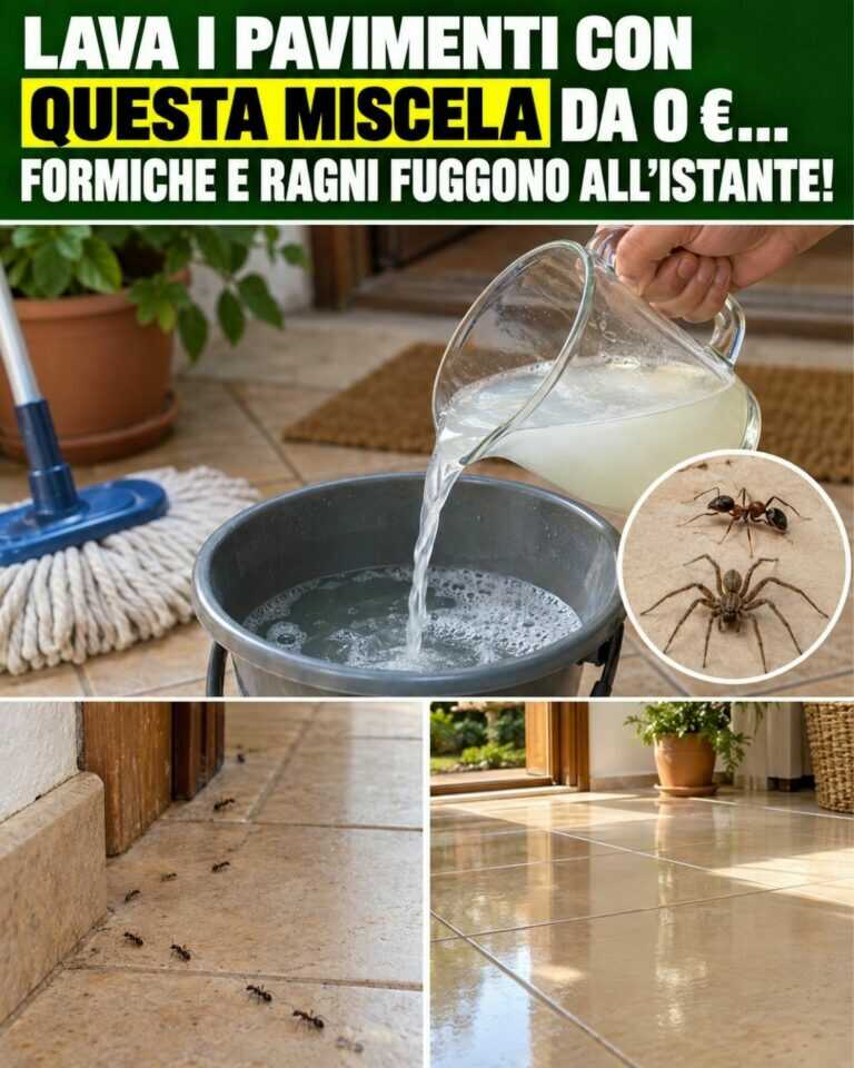 Lava i pavimenti con QUESTA miscela da 0 €… Formiche e ragni fuggono all’istante!