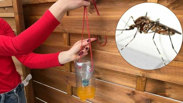 Hänge DIESE modifizierte Flasche in deinen Garten. Und du hast sofort Ruhe vor Mücken!