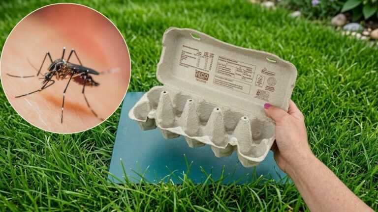 Verbrenne das, statt teure Mittel zu kaufen. Mücken verschwinden aus dem Garten