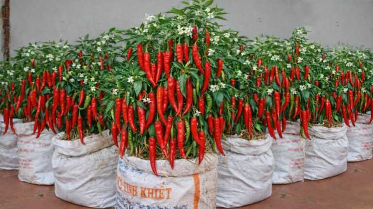 Just Using Old Sacks – I Grow Peppers All Year Round Without Needing a Garden!