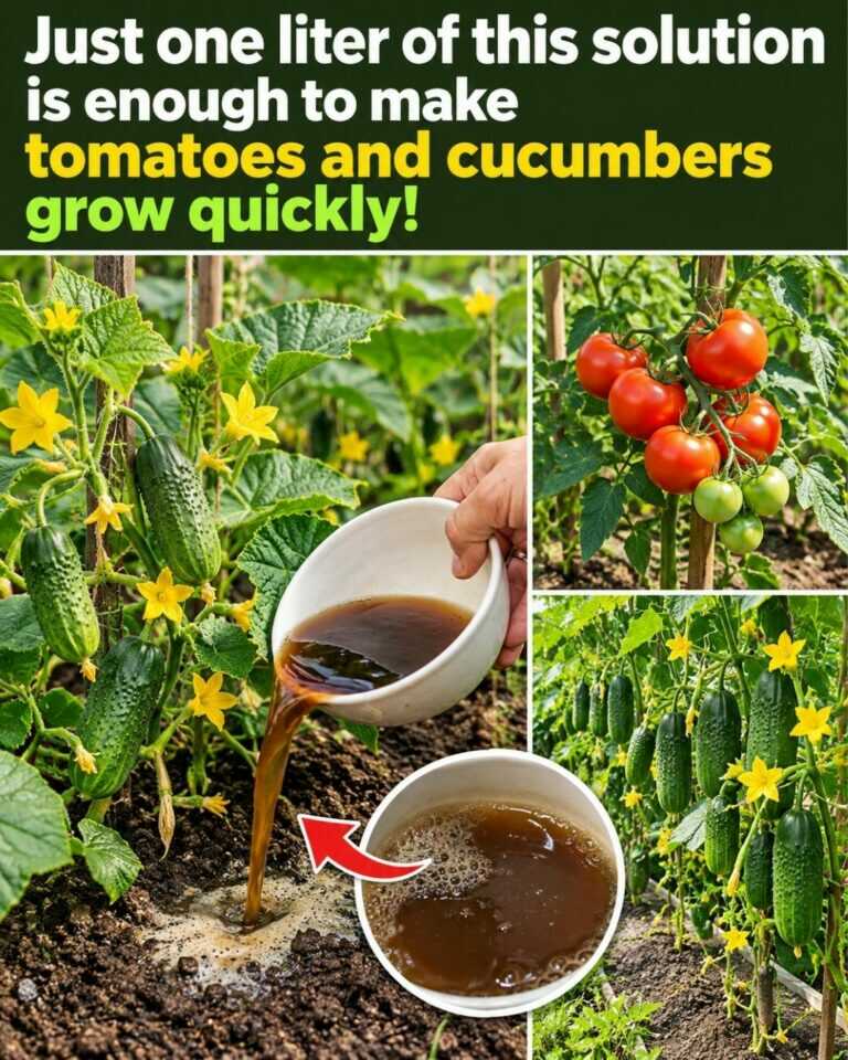 Just one liter of this solution is enough to make tomatoes and cucumbers grow quickly –