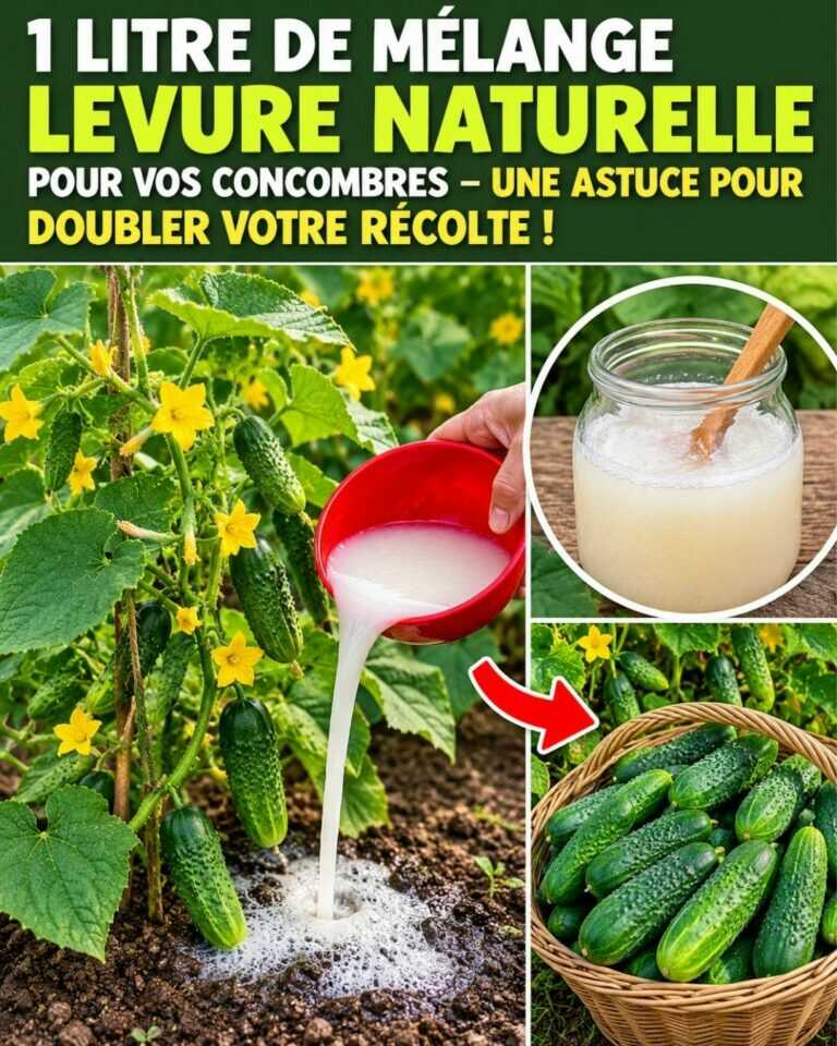 🥒1 liter of natural yeast mixture for cucumbers – A trick to double your harvest