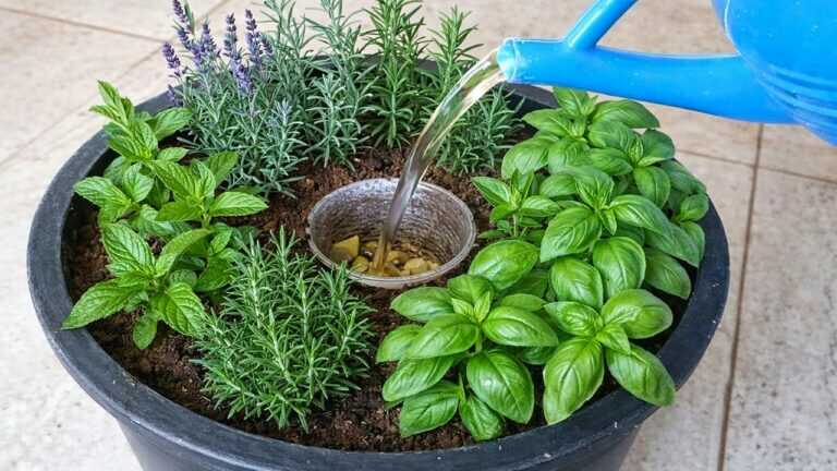 Brilliant! Every woman should know this technique for growing a vegetable garden in a pot