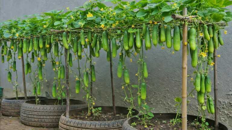 Grow cucumbers in car tires for year-round harvesting.