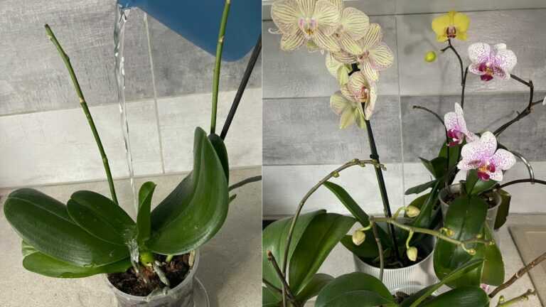 💧 Orchidee water geven zonder wortelrot: wat wortelkleur, 10 minuten weken en 75 ml echt betekenen