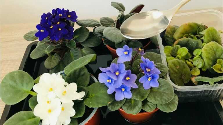 🌿 Afrikaanse viooltjes verzorgen: knoflookwater, onderlangs water geven en meer bloemen zonder overdrijven