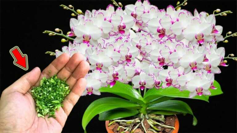 🍌🍋 Bananenschil en citroen voor orchideeën: exacte verhoudingen uit de bron en een voorzichtige aanpak
