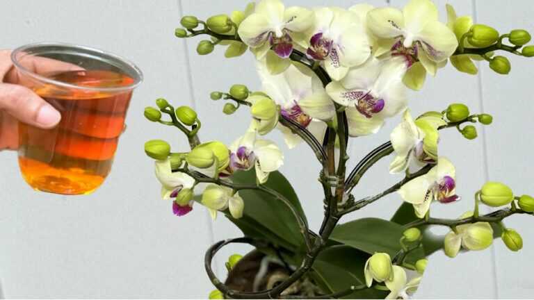 Pour it once! Orchids bloom immediately all year round in this simple way