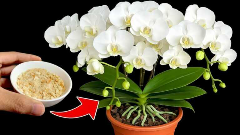 🌸 Orchidee verpotten en herstellen: kalkwater, schors, LECA en kaneel stap voor stap